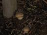 mushrooms