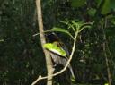 male stitchbird