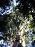 Te Matua Ngahrer canopy