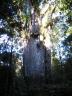 Te Matua Ngahrer trunk