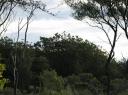 kauri from quite a long way away