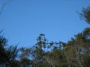 kauri from quite a long way away