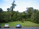 tane mahuta parking