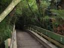 kauri footbridge