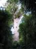 tane mahuta trunk