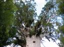 tane mahuta canopy