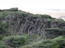 trees in hokianga