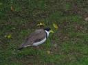 spur-winged plover