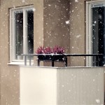 windowbox