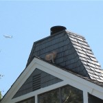 img_1381 Evangelina on the neighbor\'s roof