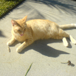 Evangelina in Pasadena