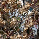 hummingbird-nest